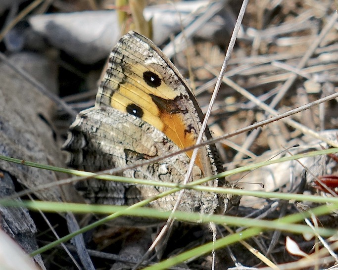 grayling